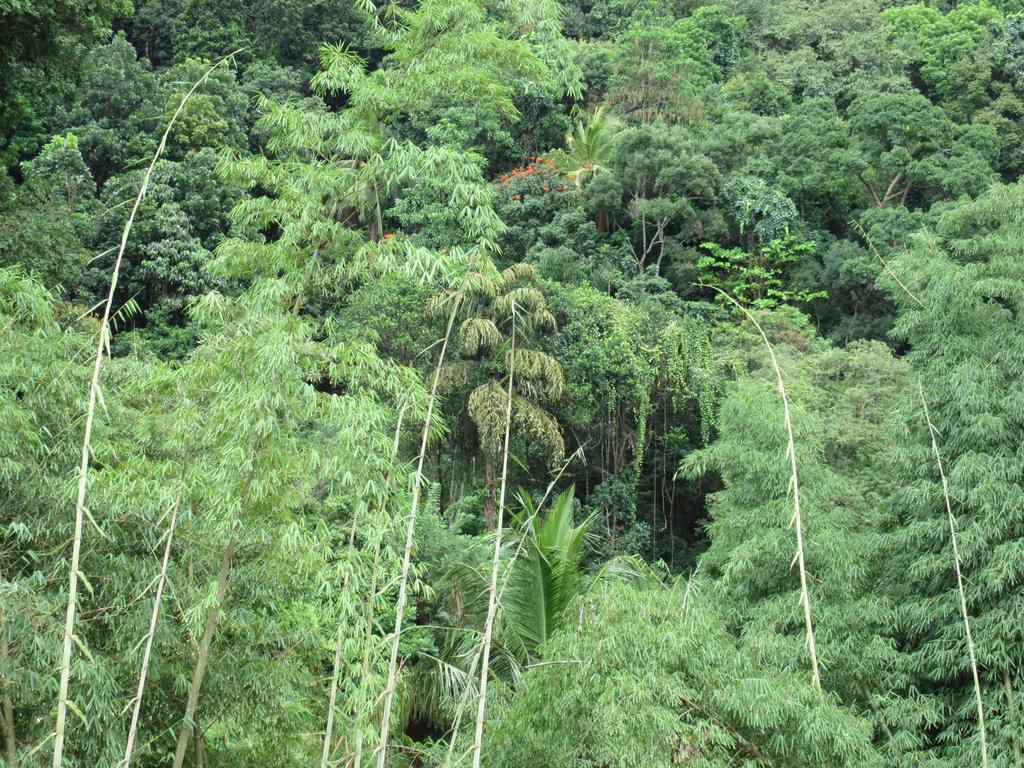 Nature Walk Resort Kandy Exterior photo