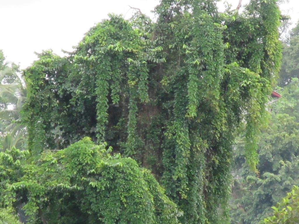 Nature Walk Resort Kandy Exterior photo
